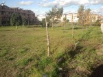 INTERROGAZIONE SULLA MANCATA ATTUAZIONE DEL REGOLAMENTO VERDE PUBBLICO – LA DISCUSSIONE IN AULA