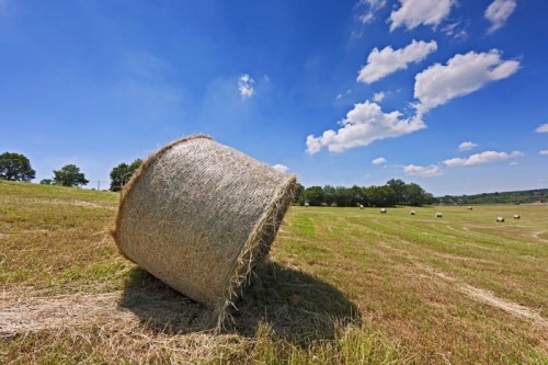 aziendaagricola-800x533