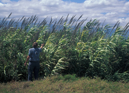 800px-Arundo.donax2web